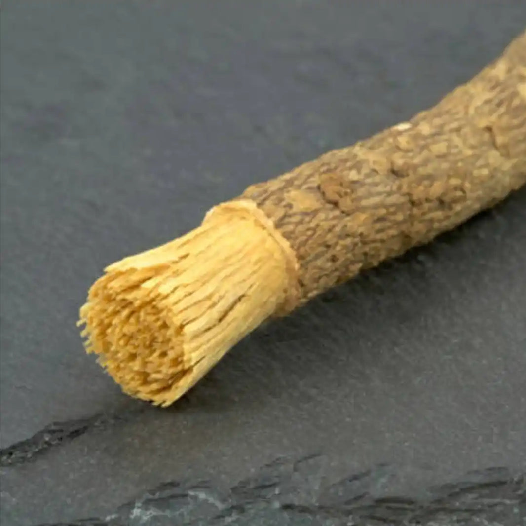 Broken wooden stick or branch showing fibrous interior texture.