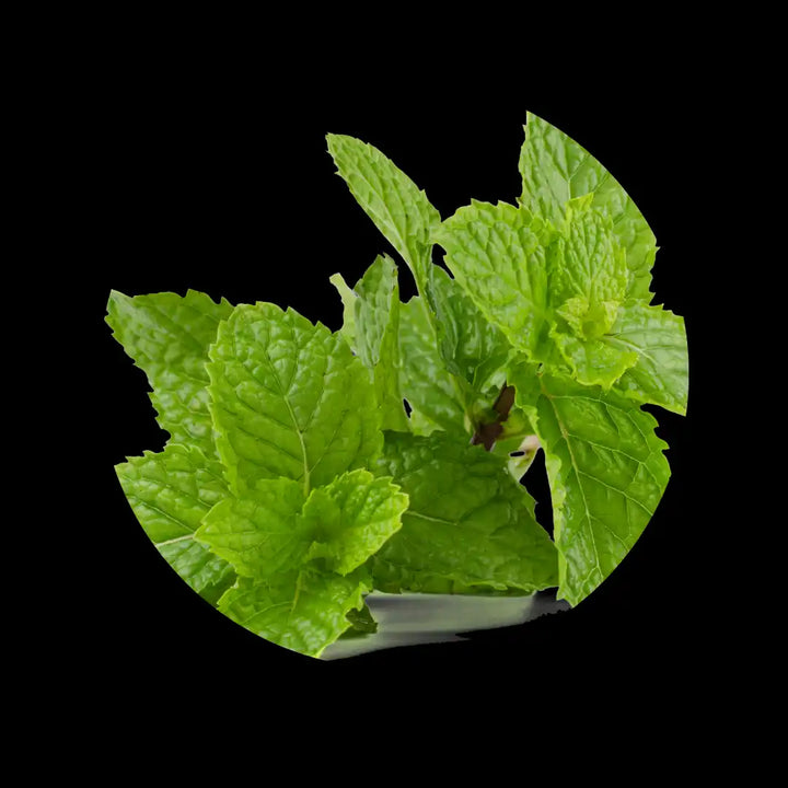 Fresh mint leaves with vibrant green color and textured surfaces.