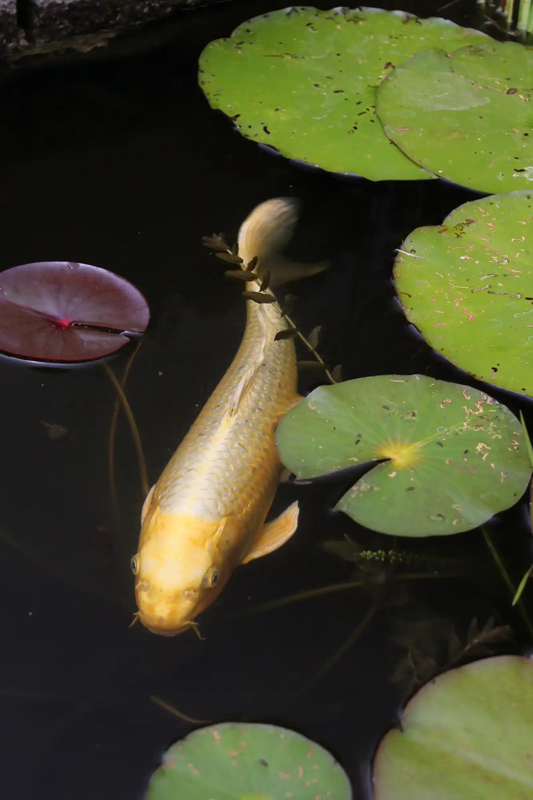 Golden koi fish swimming among lily pads.