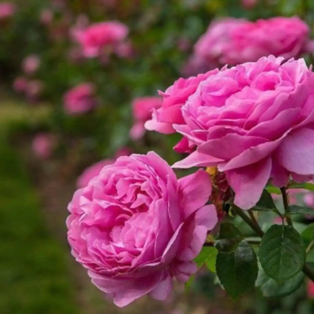 Vibrant pink roses with layered petals growing on a stem with green leaves.